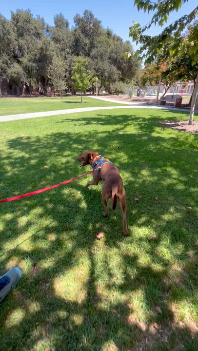 Enlarge Sheriff, a ADOPTABLE mixed breed in Carlsbad, CA video 5/6
