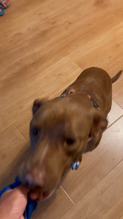 Enlarge Sheriff, a ADOPTABLE mixed breed in Carlsbad, CA video 3/6