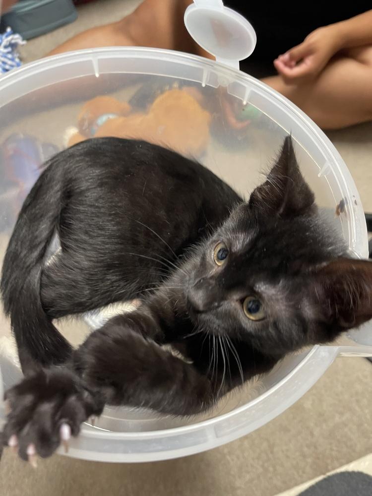 Ramses, Adoptable, Kitten Male Domestic Short Hair.