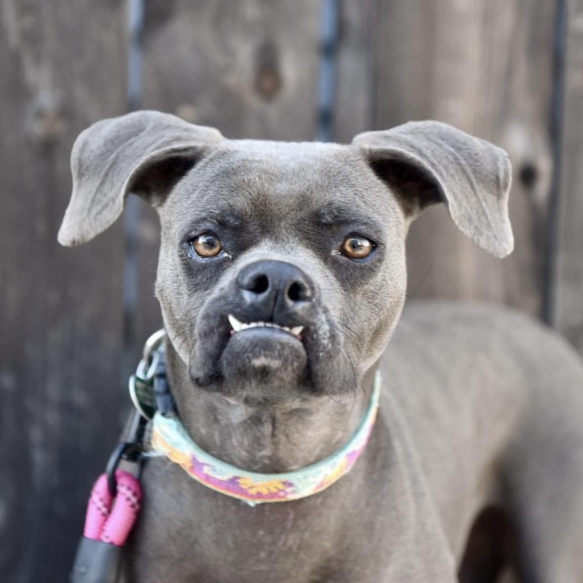 Enid, ADOPTABLE, Young Female Xoloitzcuintli / Mexican Hairless.