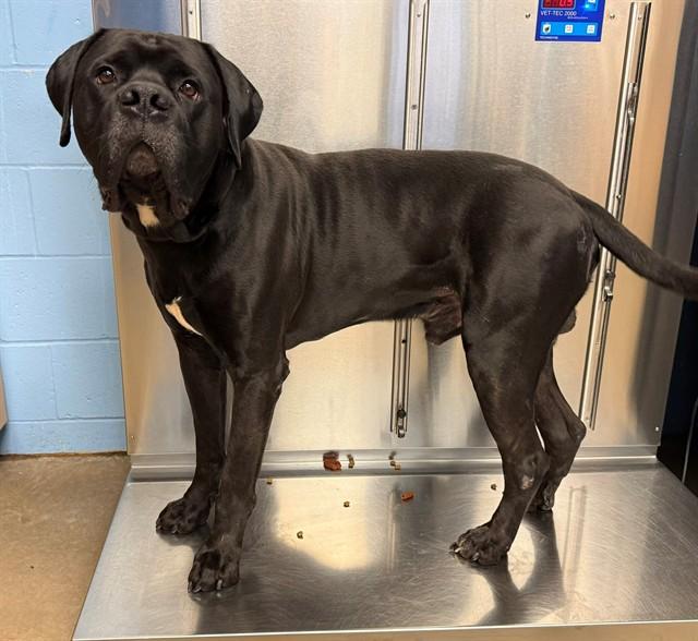 AZA, Adoptable, Adult Male Cane Corso & Mixed Breed.