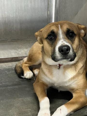 Riley , a ADOPTABLE mixed breed in Buffalo, MN image 1/6
