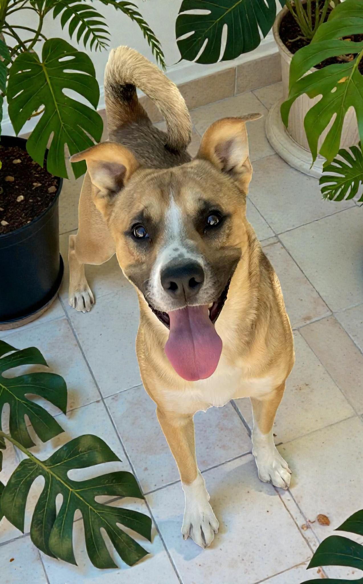 Riley , a ADOPTABLE mixed breed in Buffalo, MN image 2/6