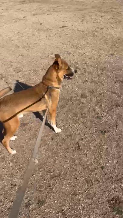 Enlarge Riley , a ADOPTABLE mixed breed in Buffalo, MN video 6/6