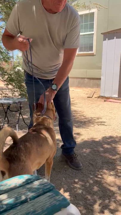 Enlarge Riley , a ADOPTABLE mixed breed in Buffalo, MN video 5/6