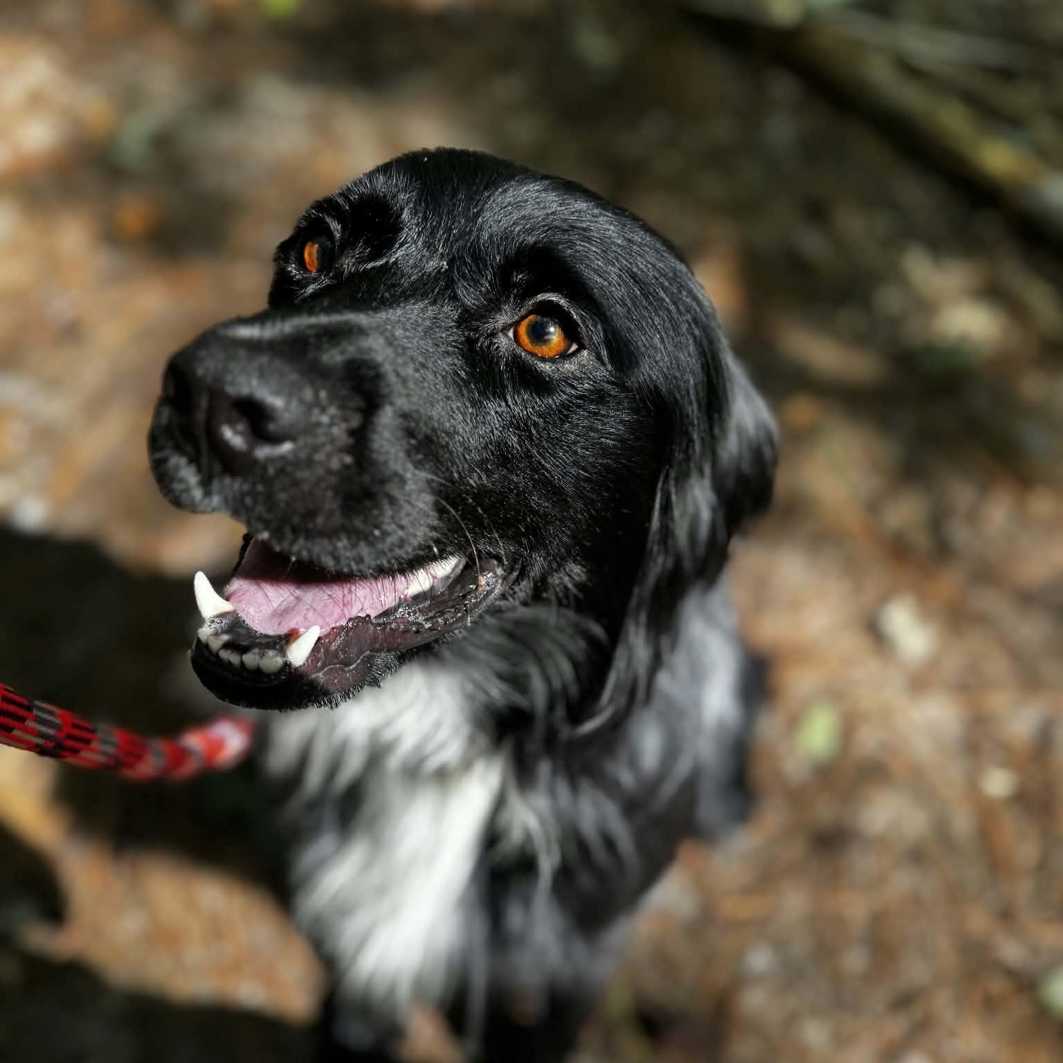 Enlarge Murphy, a Adopted mixed breed in Orange, VA image 6/6