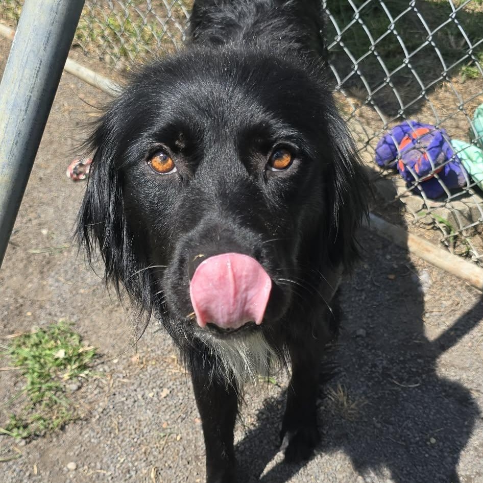 Enlarge Murphy, a Adopted mixed breed in Orange, VA image 5/6