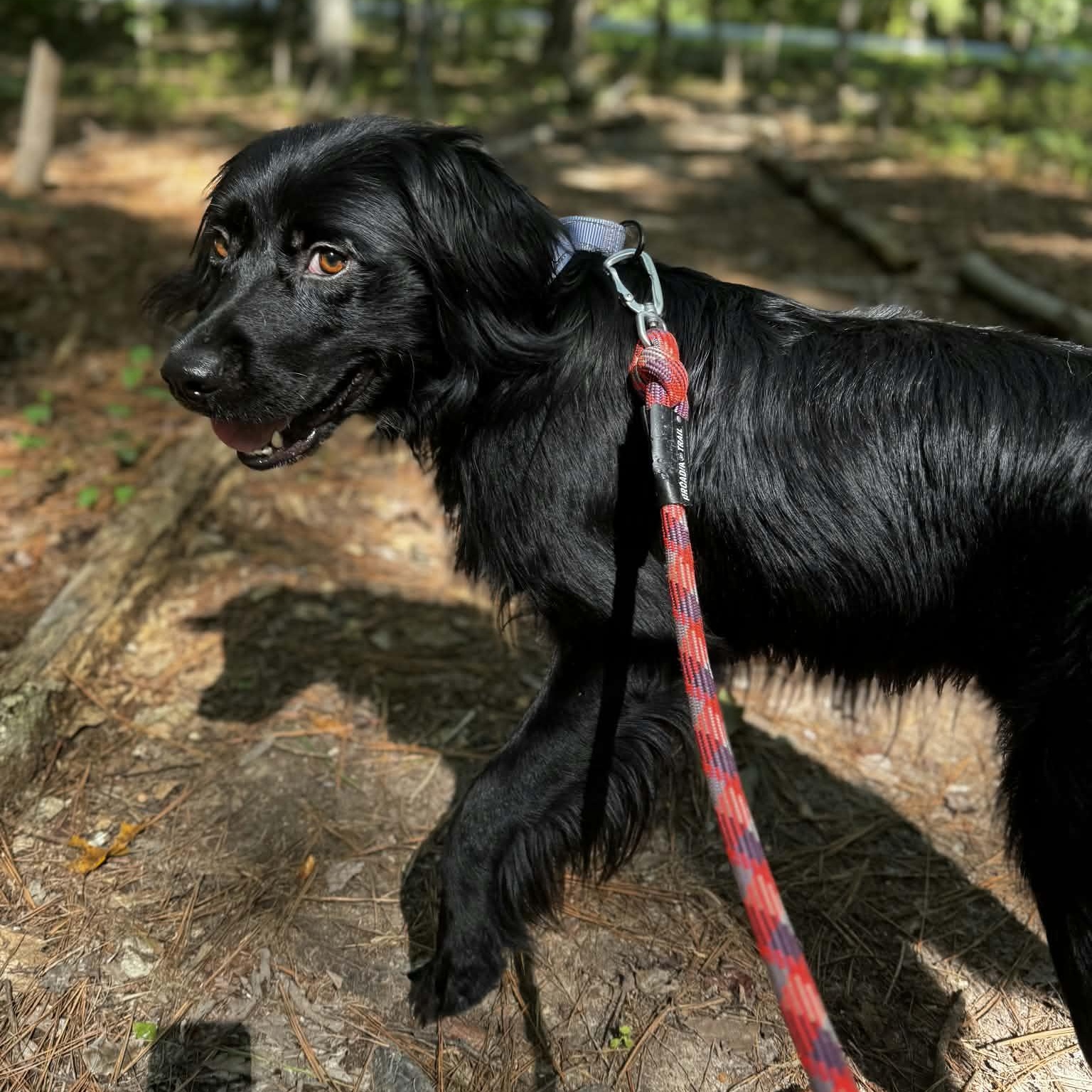 Enlarge Murphy, a Adopted mixed breed in Orange, VA image 2/6