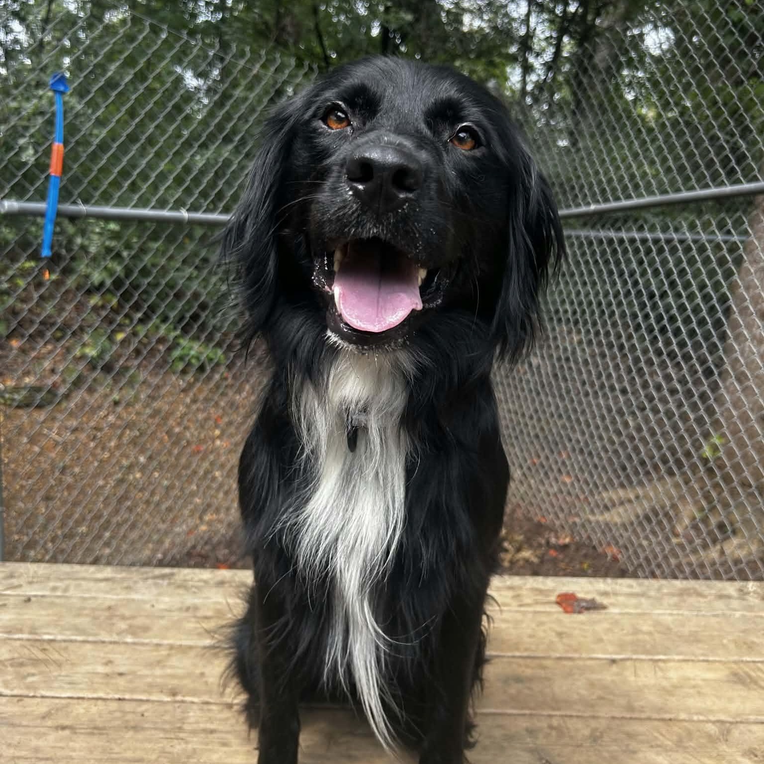 Enlarge Murphy, a Adopted mixed breed in Orange, VA image 3/6
