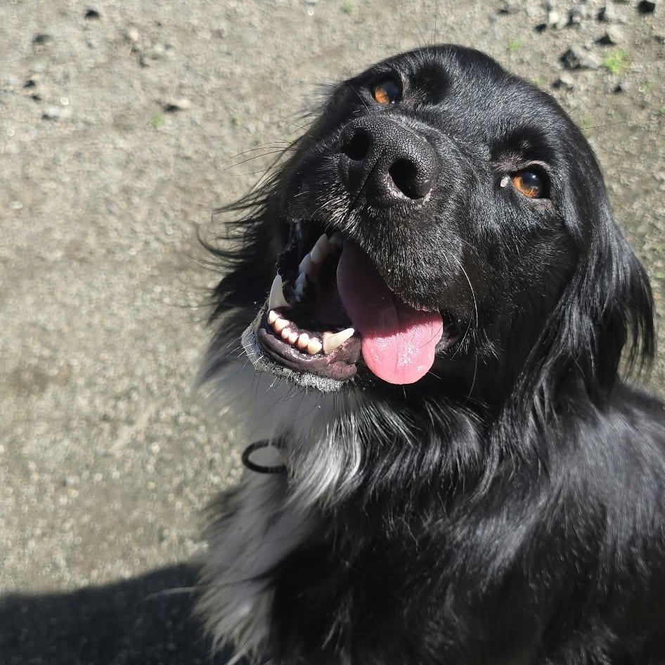 Murphy, Adopted, Young Male Flat-Coated Retriever & Spaniel.