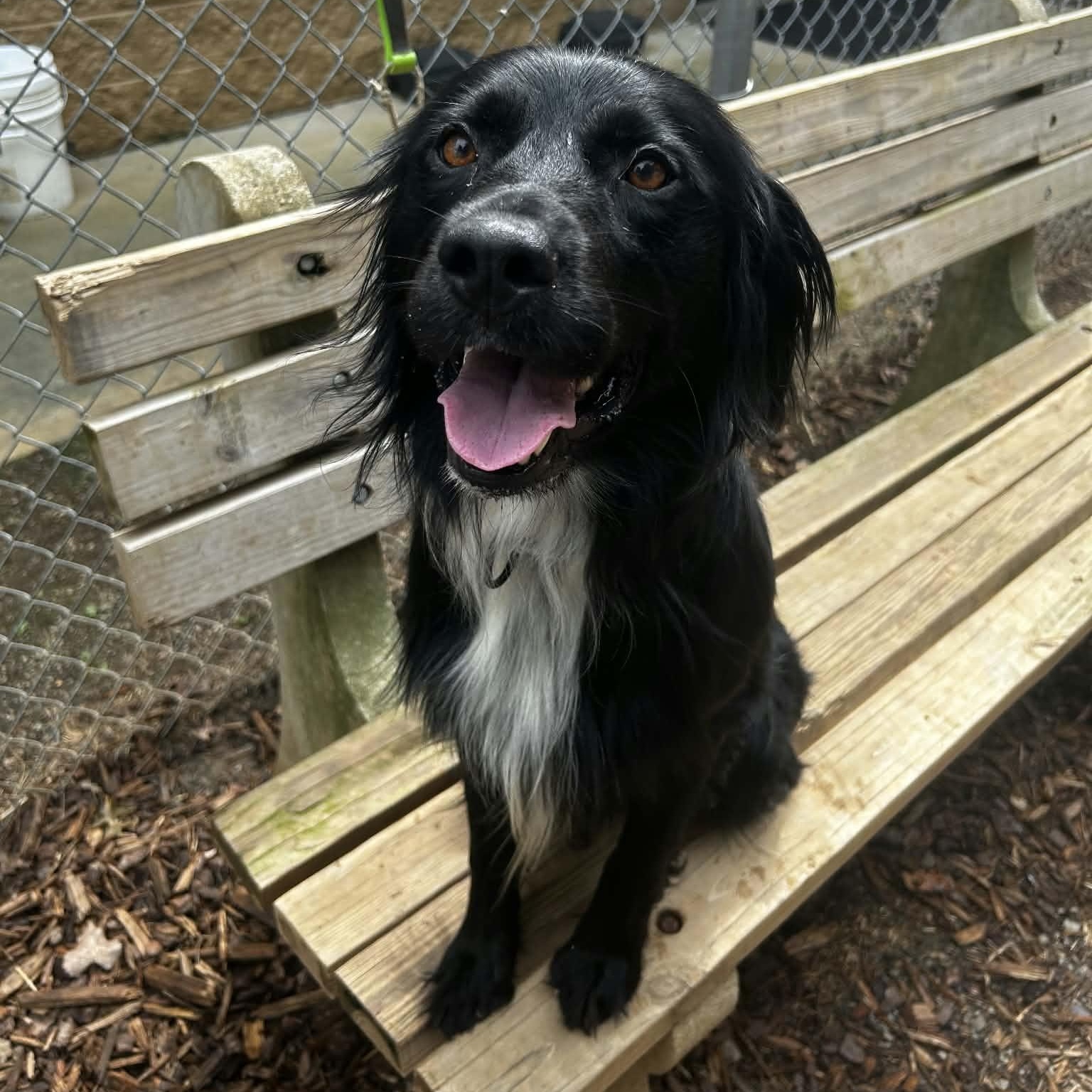 Enlarge Murphy, a Adopted mixed breed in Orange, VA image 4/6