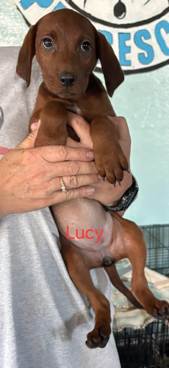 Lucy