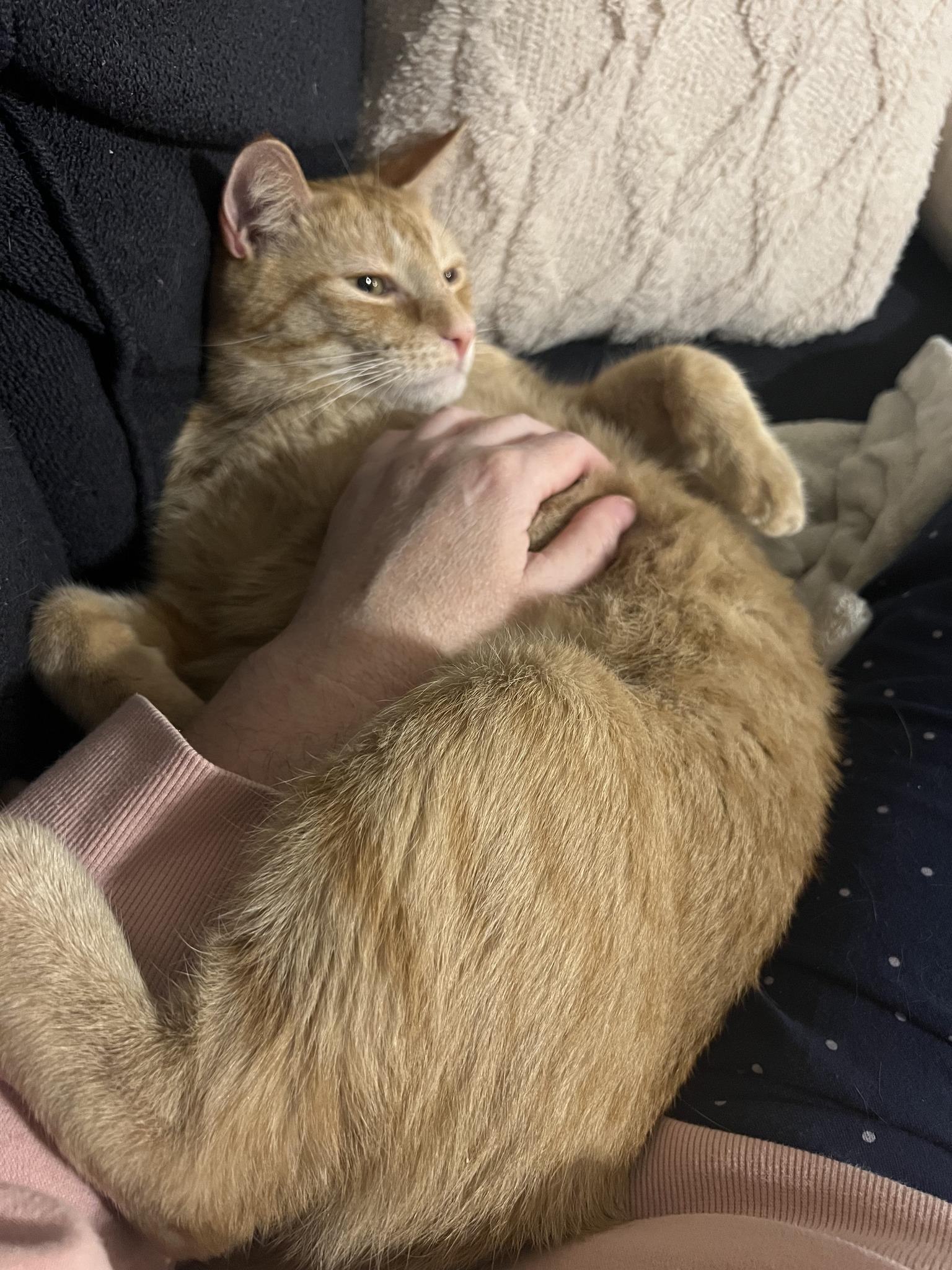 AI, ADOPTABLE, Adult Male Domestic Short Hair.