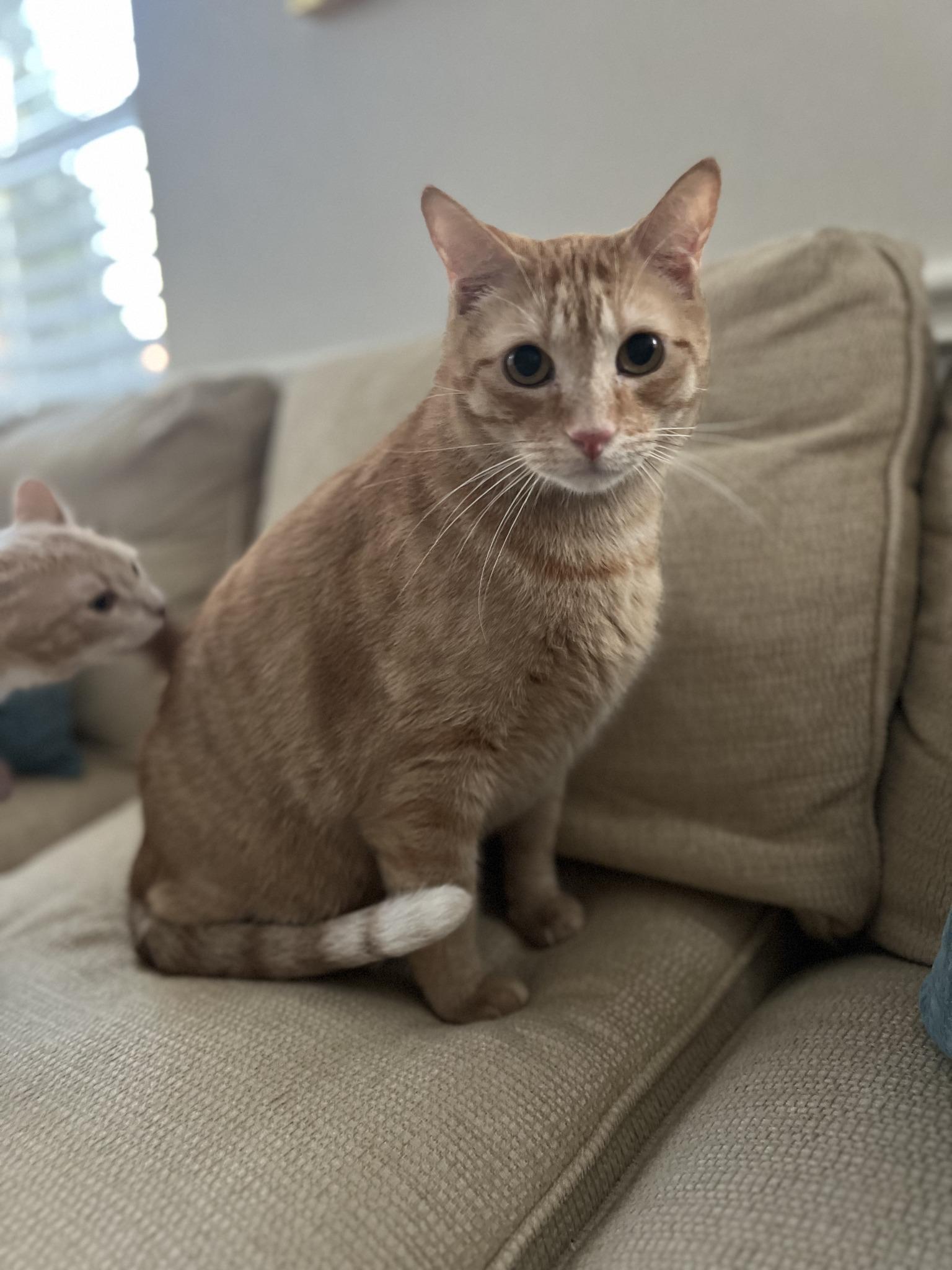 Enlarge AI, a ADOPTABLE Domestic Short Hair in Frisco, TX image 2/4