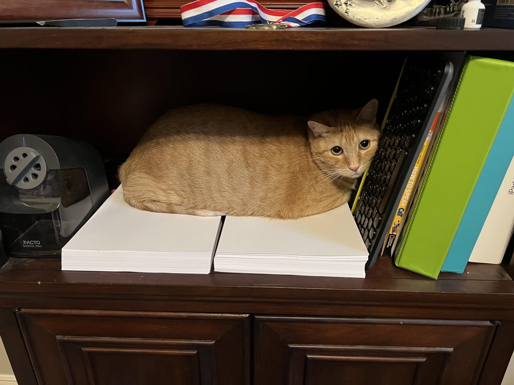 Enlarge AI, a ADOPTABLE Domestic Short Hair in Frisco, TX image 4/4