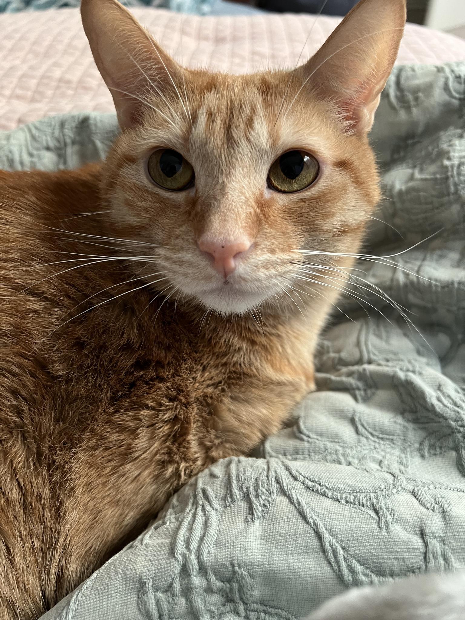 Enlarge AI, a ADOPTABLE Domestic Short Hair in Frisco, TX image 3/4