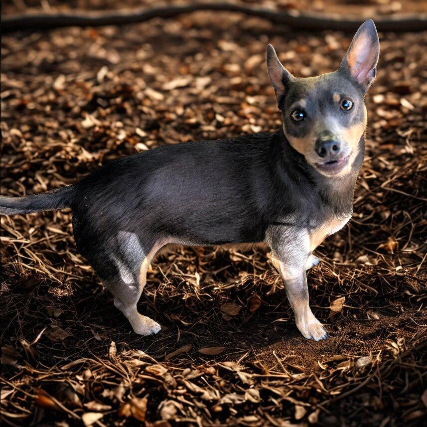 Enlarge Elvis, a Adoptable mixed breed in Boerne, TX image 1/6
