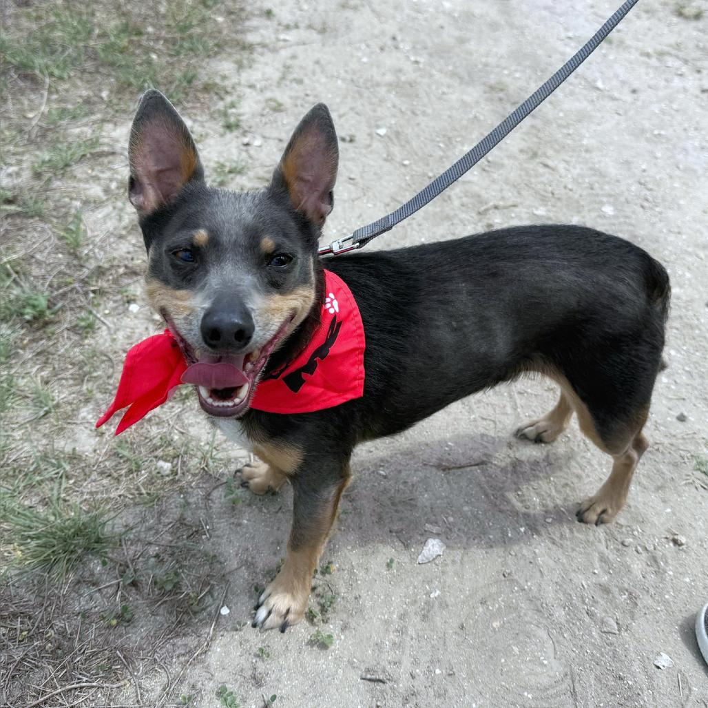 Enlarge Elvis, a Adoptable mixed breed in Boerne, TX image 2/6