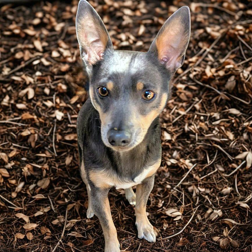 Enlarge Elvis, a Adoptable mixed breed in Boerne, TX image 4/6