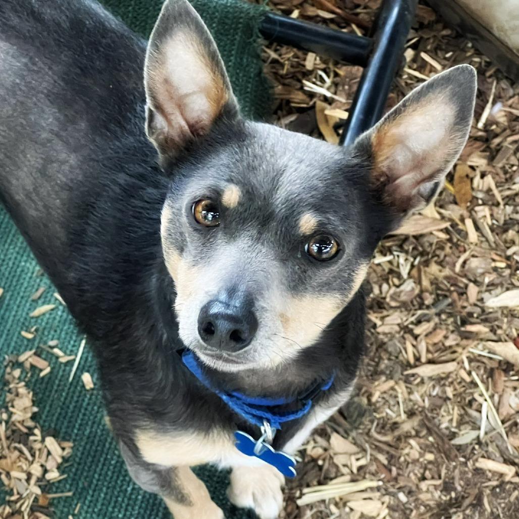 Enlarge Elvis, a Adoptable mixed breed in Boerne, TX image 3/6