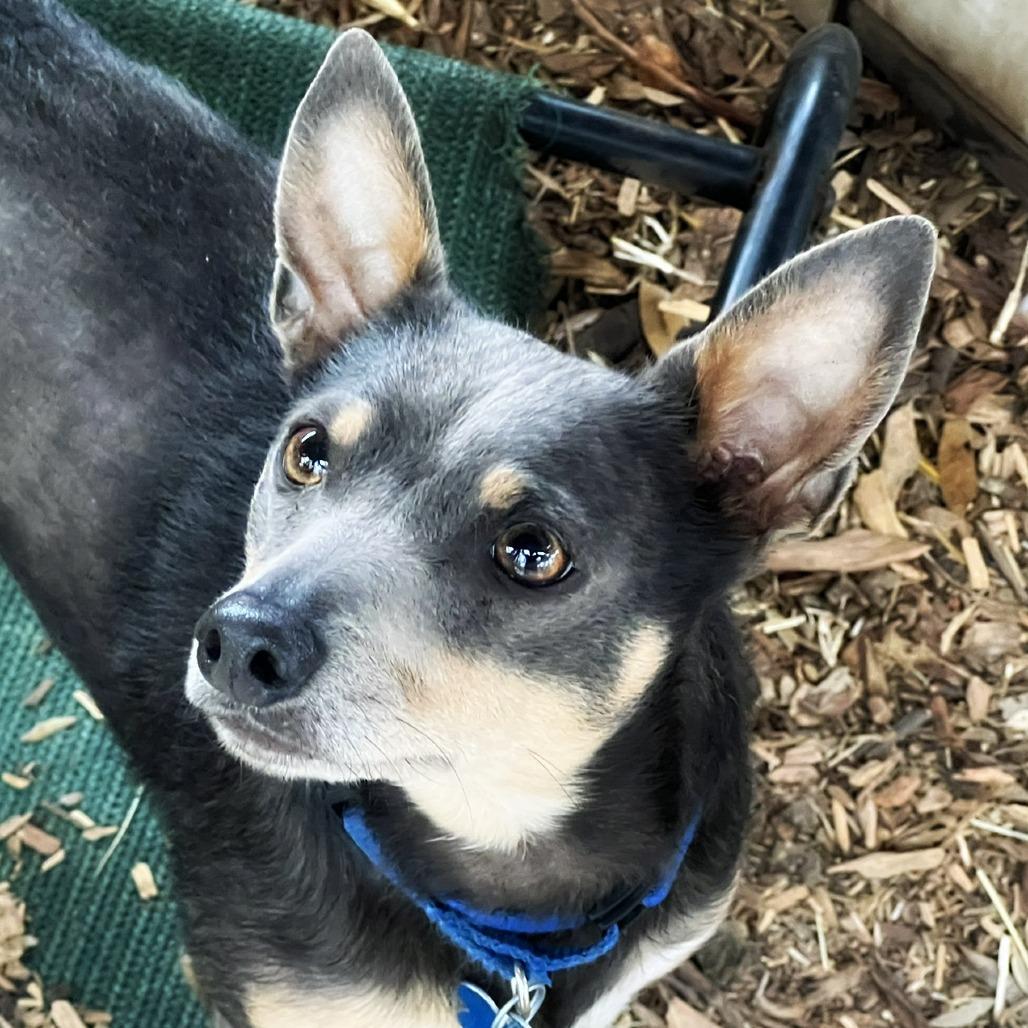 Enlarge Elvis, a Adoptable mixed breed in Boerne, TX image 6/6