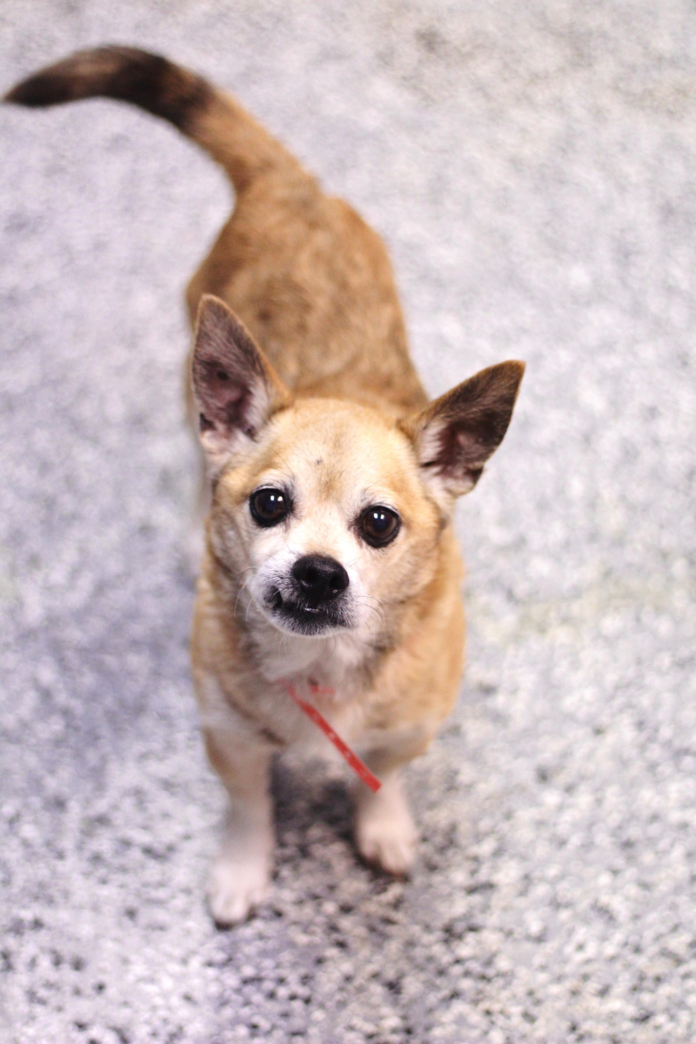 Skipper in NH! Come Meet our Adoptable Dogs Wednesday-Saturday. More info in Bio!