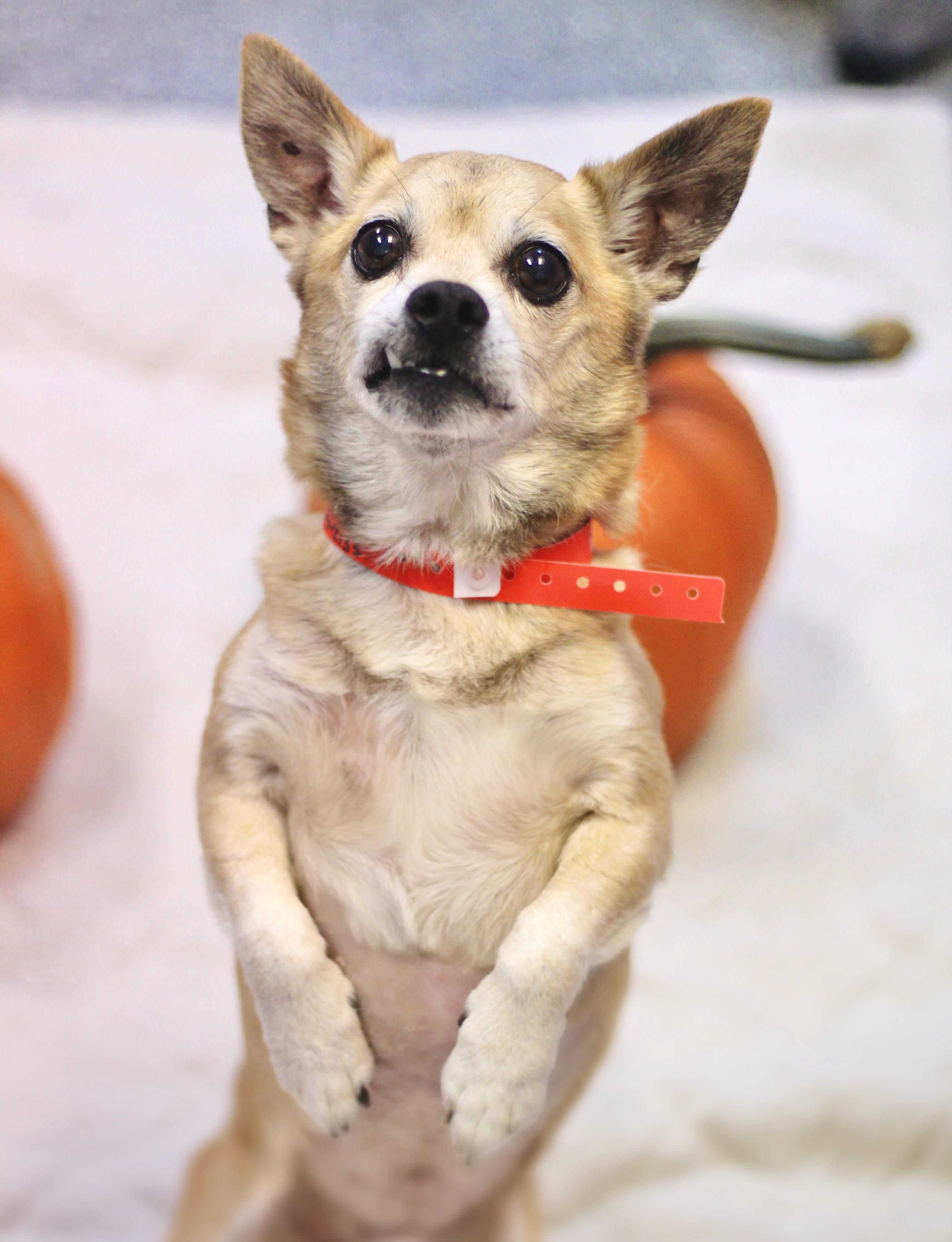 Skipper in NH! Come Meet our Adoptable Dogs Wednesday-Saturday. More info in Bio!