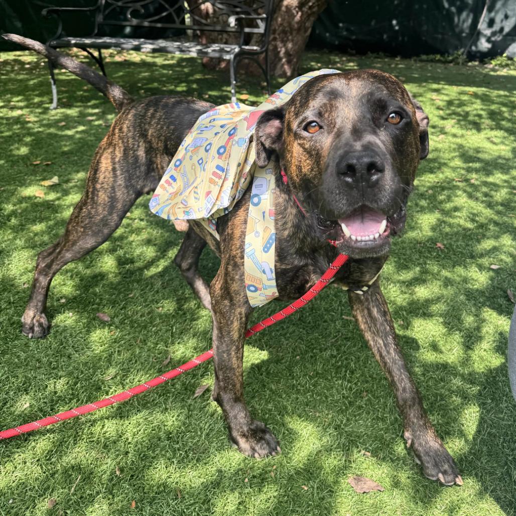 Tank, Adoptable, Adult Male Mixed Breed.