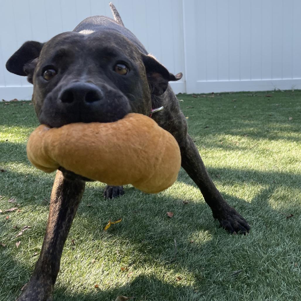 Enlarge Tank, a Adoptable Mixed Breed in Saint Charles, MO image 2/6