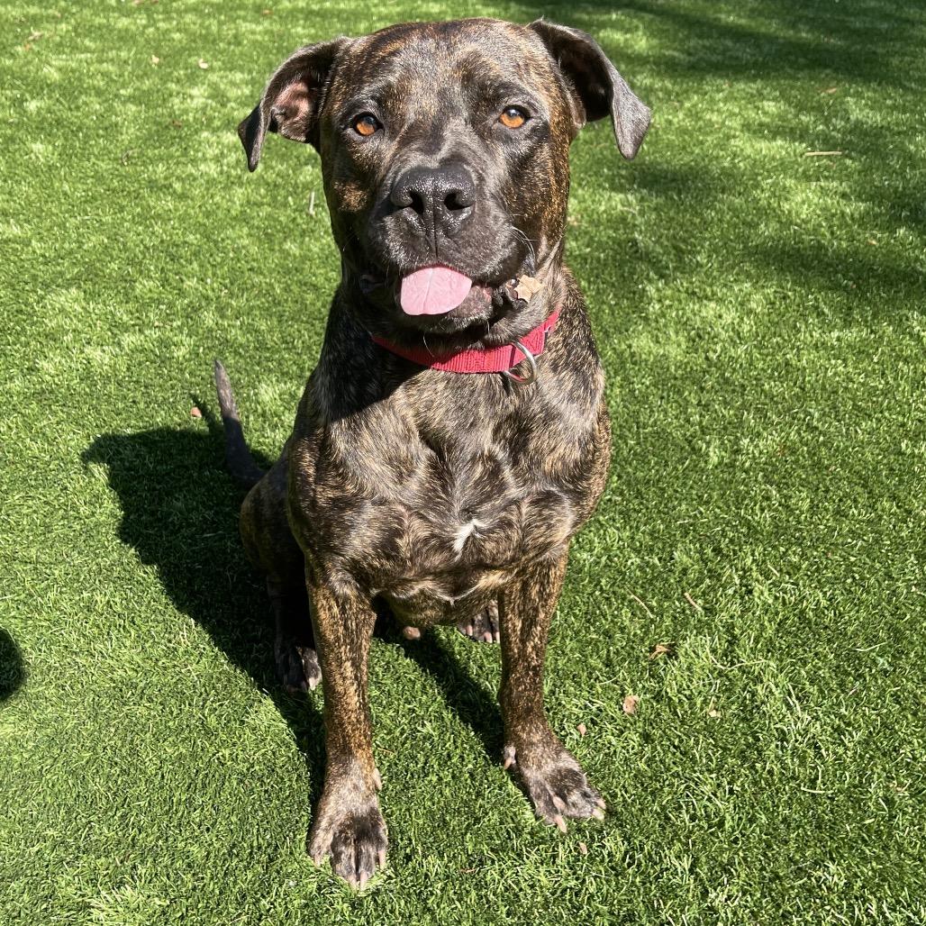 Enlarge Tank, a Adoptable Mixed Breed in Saint Charles, MO image 3/6