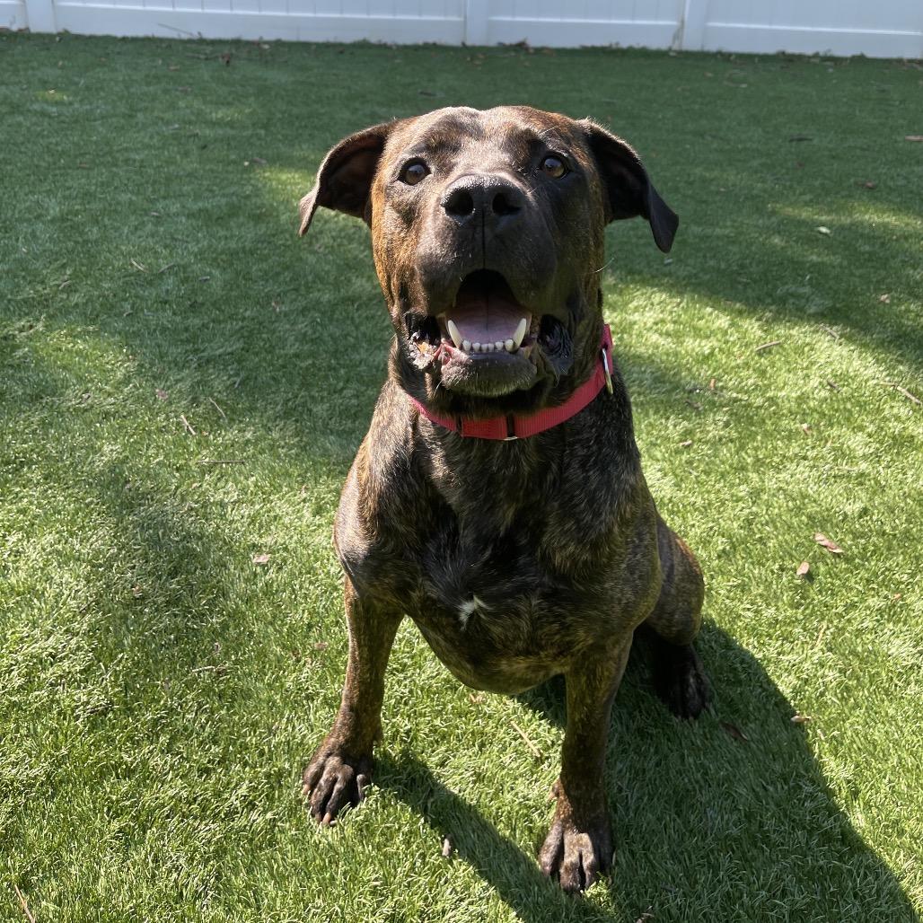 Enlarge Tank, a Adoptable Mixed Breed in Saint Charles, MO image 4/6