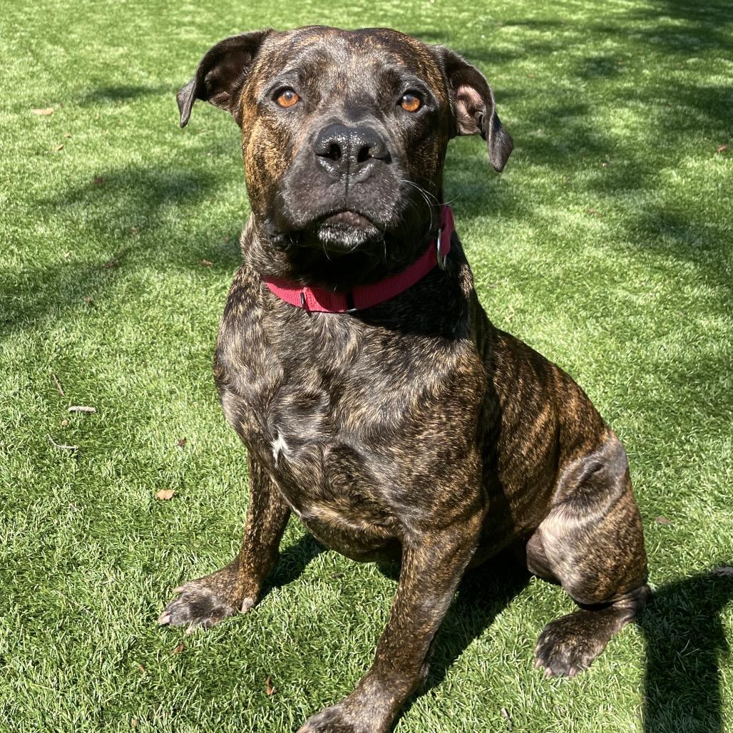 Enlarge Tank, a Adoptable Mixed Breed in Saint Charles, MO image 6/6
