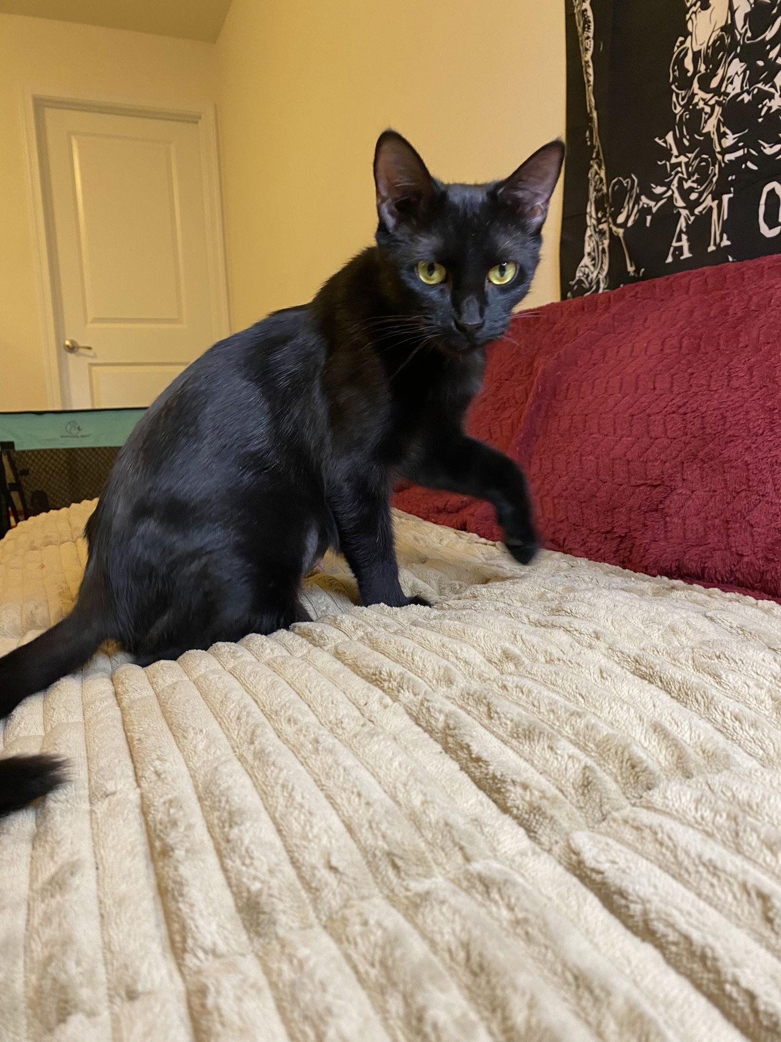 Josie, Adoptable, Young Female Domestic Short Hair.