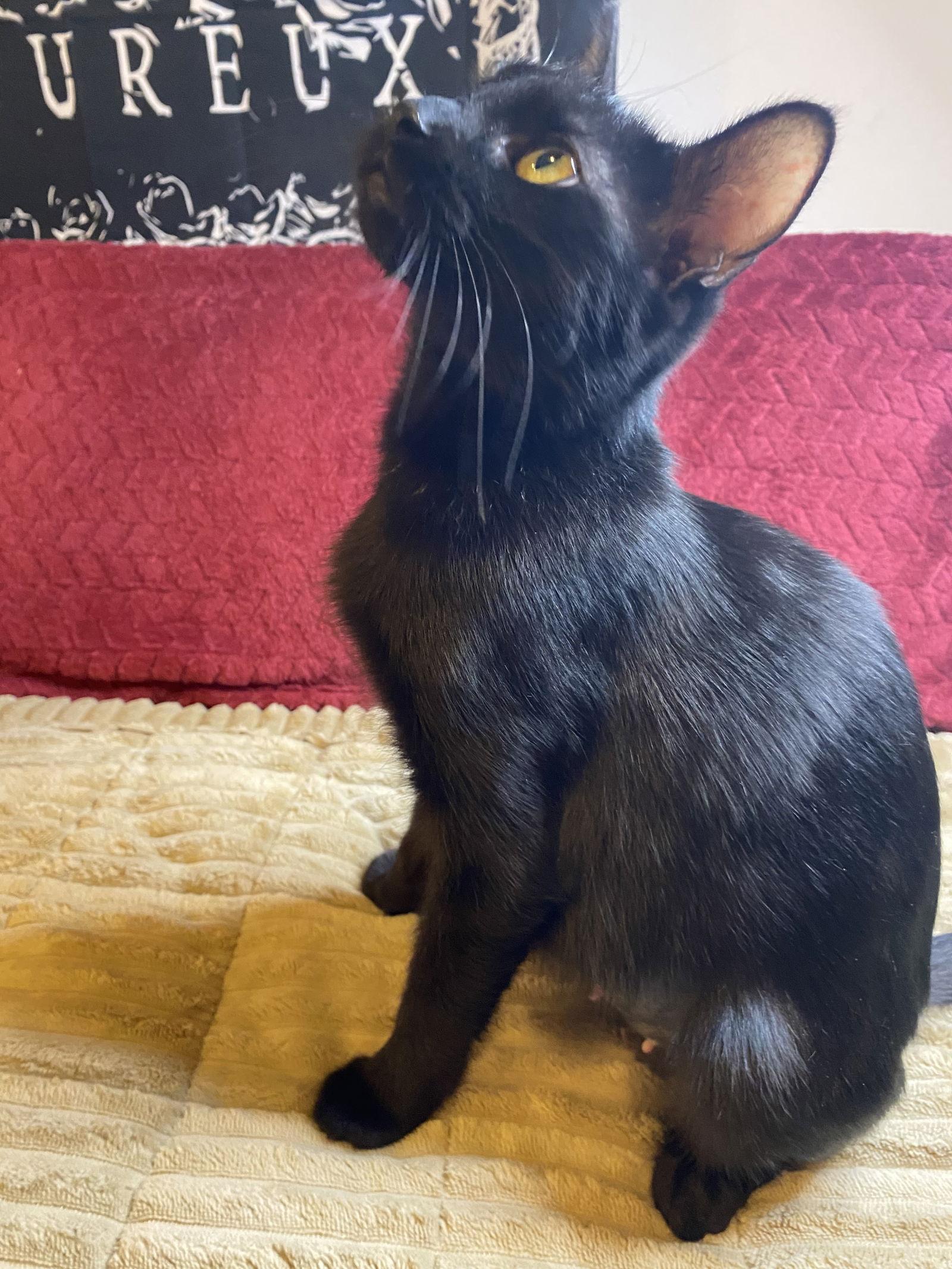 Enlarge Josie, a Adoptable Domestic Short Hair in Cuyahoga Falls, OH image 2/3