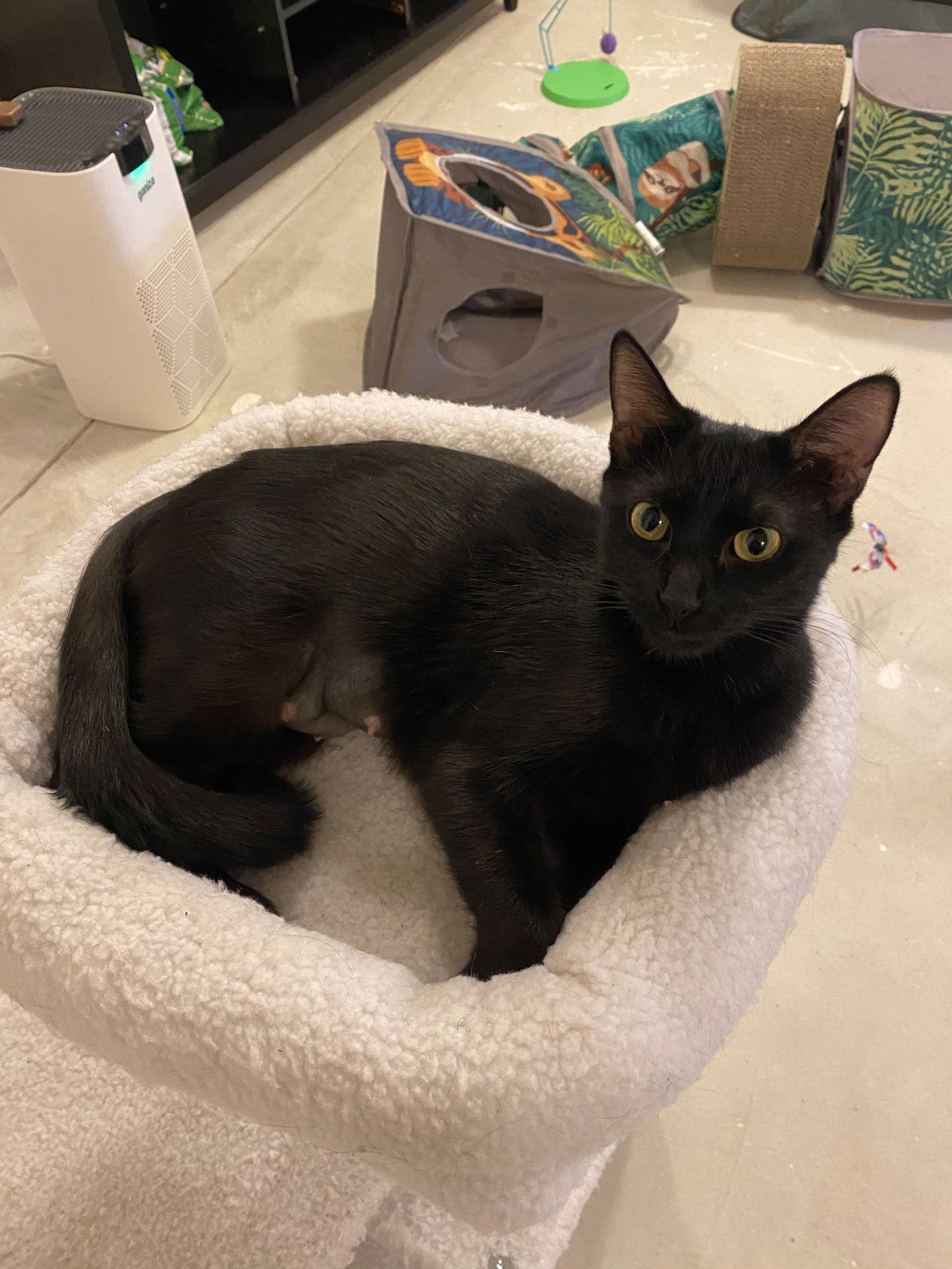 Enlarge Josie, a Adoptable Domestic Short Hair in Cuyahoga Falls, OH image 3/3