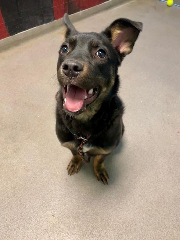 Enlarge Ariah, a Adoptable mixed breed in Salt Lake City, UT image 1/1