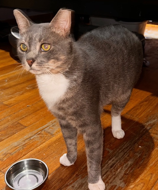 Louie, a Adoptable Domestic Short Hair in Nyack, NY image 5/6