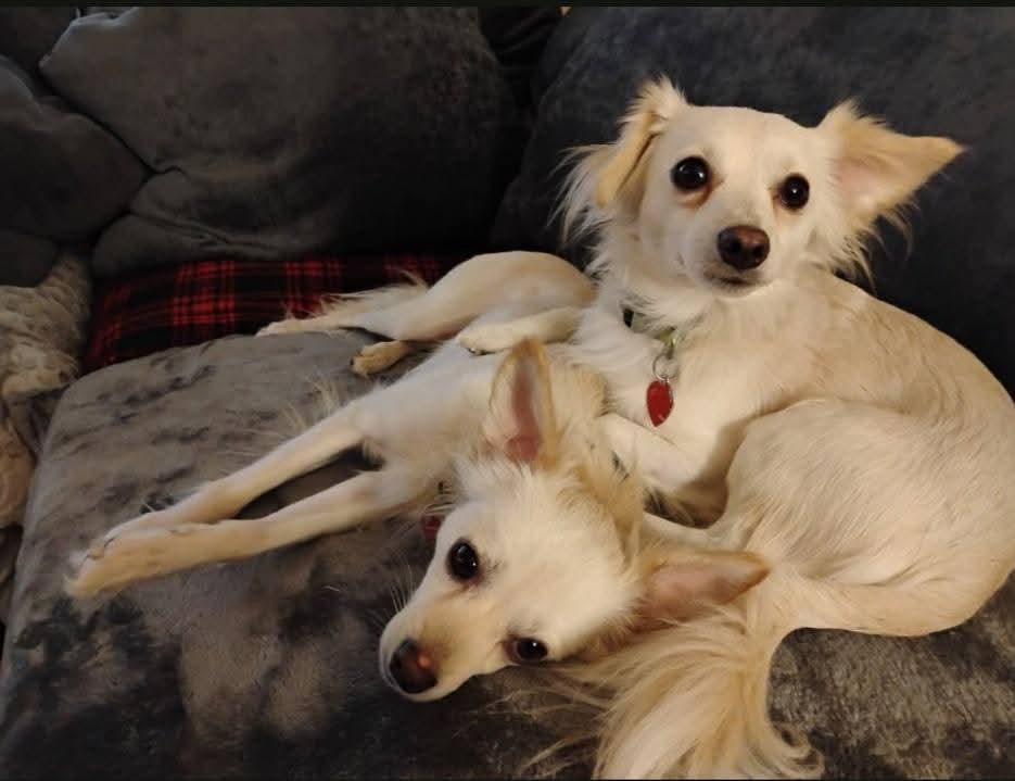 Enlarge Bobby and Jimmy, a ADOPTABLE mixed breed in Clarksville, IN image 2/2