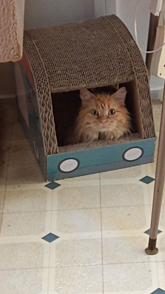 Nelly, Adoptable, Adult Female Domestic Medium Hair.