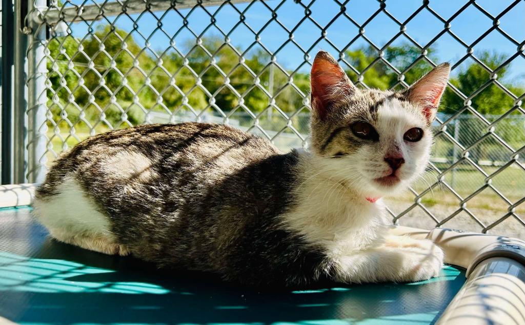 Ember Lumen, Adoptable, Young Female Domestic Short Hair.