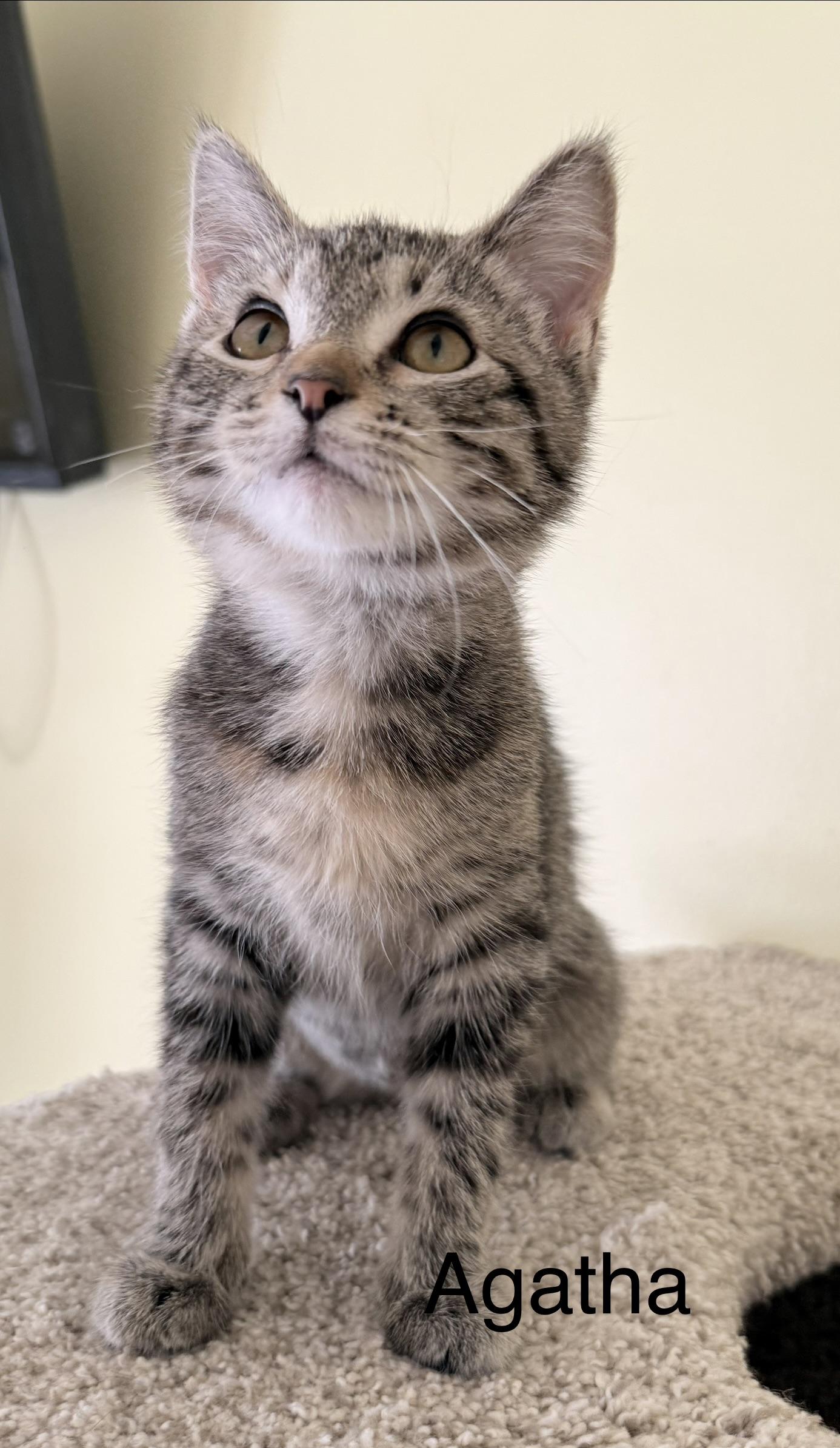 Agatha, adopted, Kitten Male Domestic Short Hair.