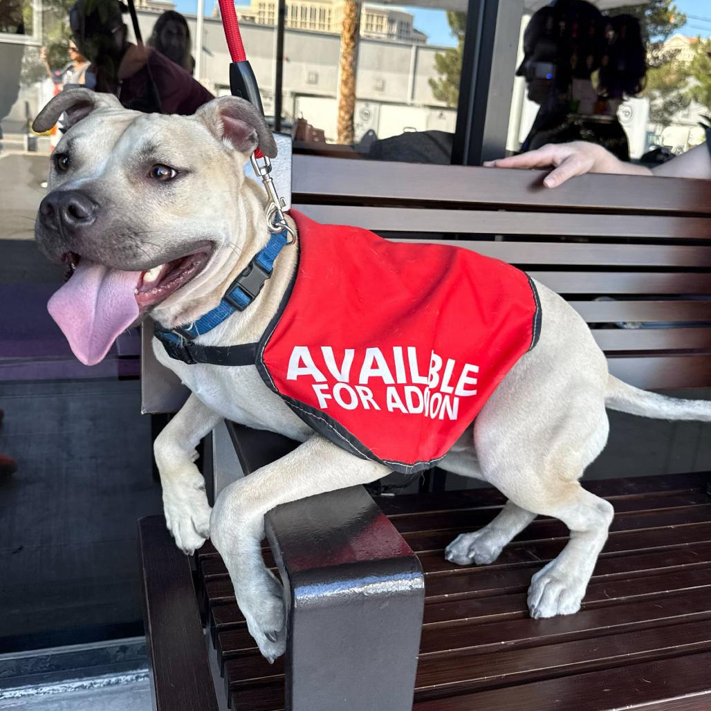 Enlarge Tiburon, a Adoptable mixed breed in Las Vegas, NV image 1/5