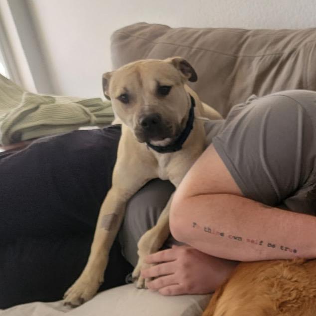 Enlarge Tiburon, a Adoptable mixed breed in Las Vegas, NV image 2/5