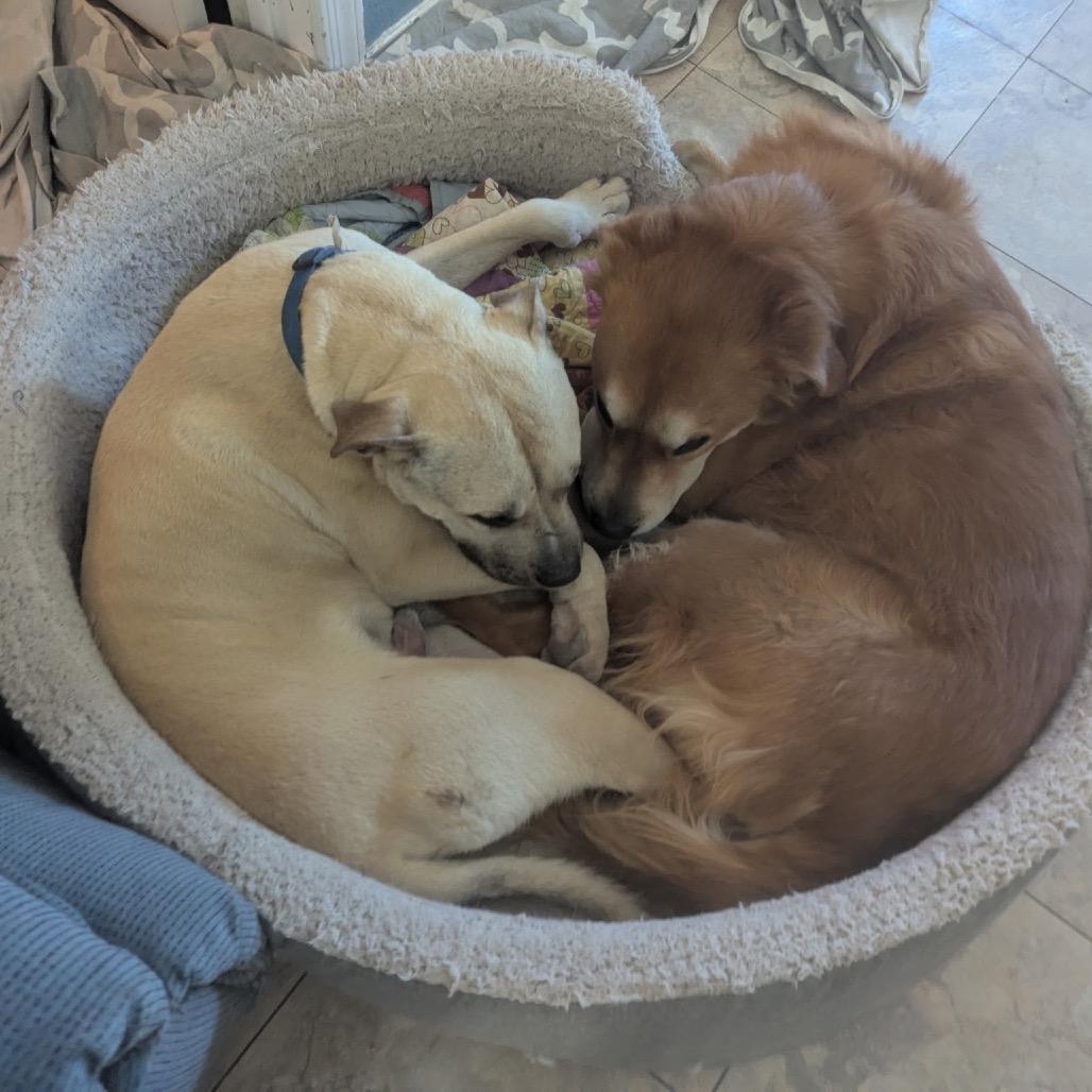 Enlarge Tiburon, a Adoptable mixed breed in Las Vegas, NV image 3/5