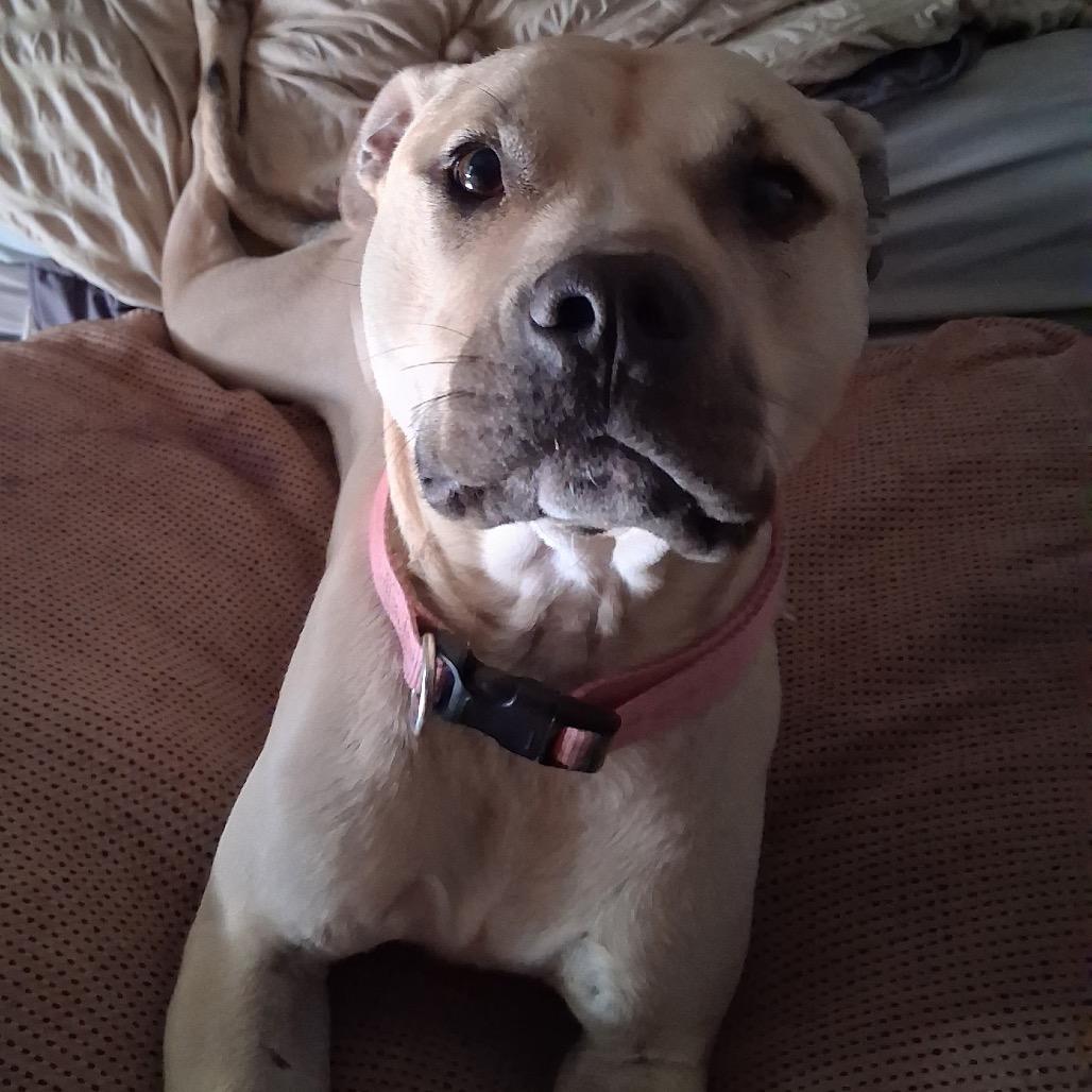 Enlarge Tiburon, a Adoptable mixed breed in Las Vegas, NV image 4/5