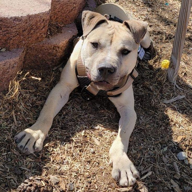 Enlarge Tiburon, a Adoptable mixed breed in Las Vegas, NV image 5/5