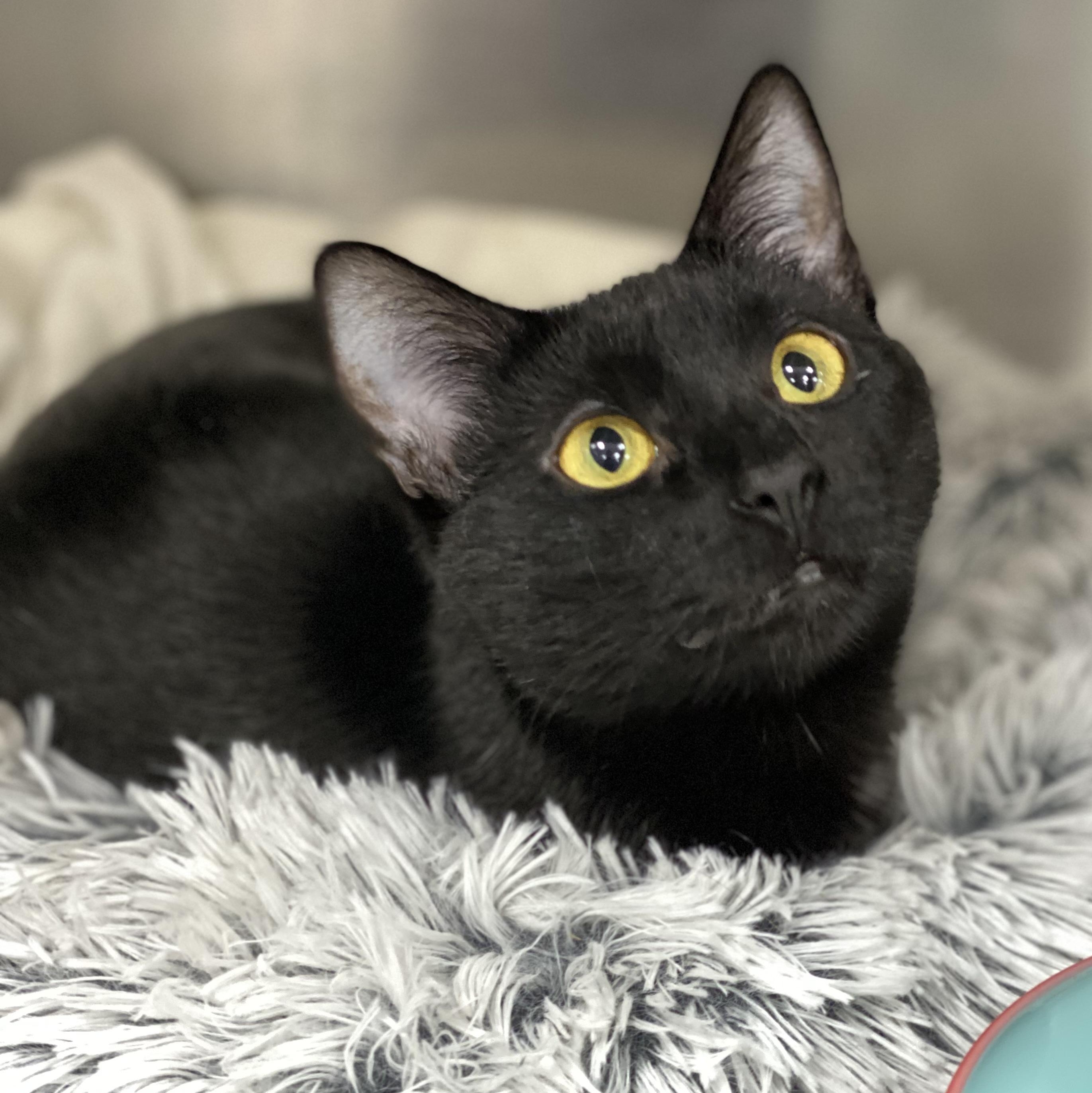 Enlarge Sadie, a Adoptable Domestic Short Hair in Collierville, TN image 1/3