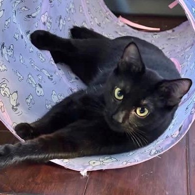 Enlarge Sadie, a Adoptable Domestic Short Hair in Collierville, TN image 2/3