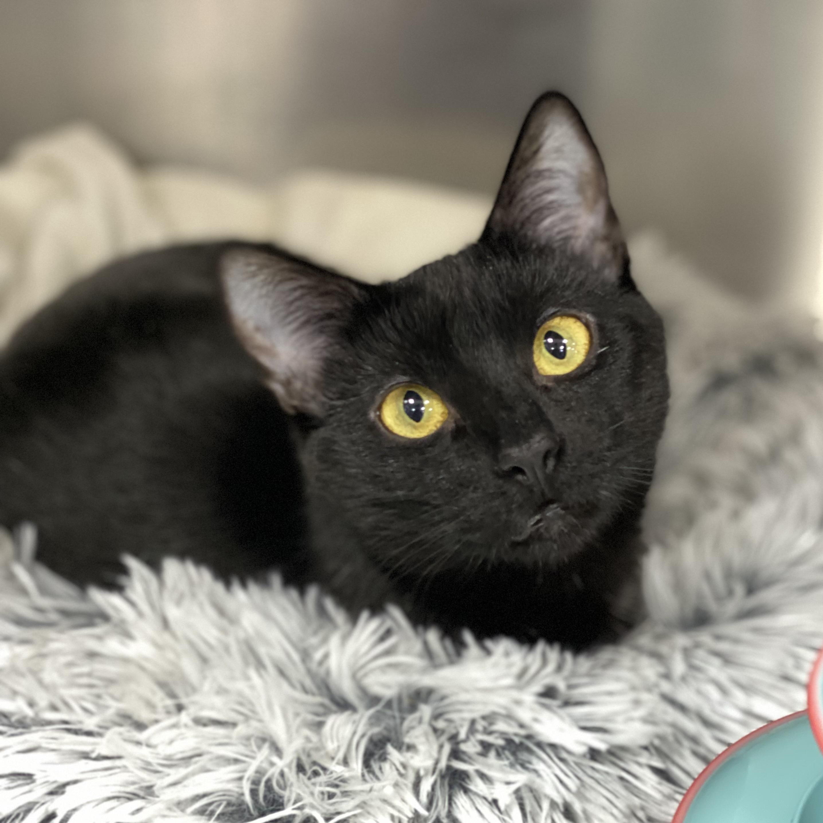 Enlarge Sadie, a Adoptable Domestic Short Hair in Collierville, TN image 3/3