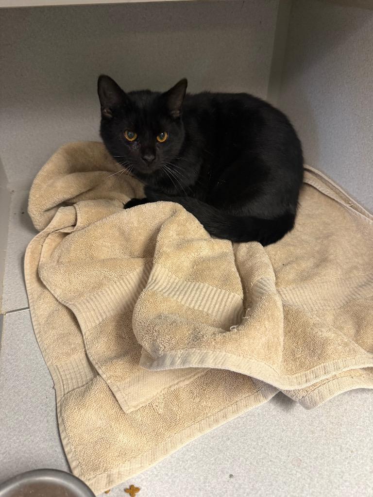 Enlarge Betty, a Adoptable mixed breed in Greencastle, IN image 1/2